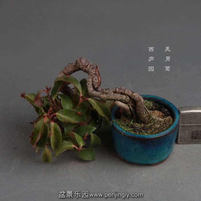 bonsai141114A05.jpg