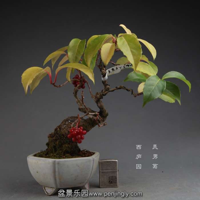 bonsai141114A06.jpg