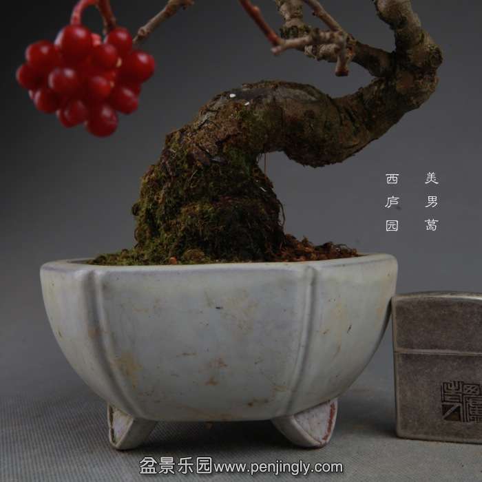 bonsai141114A07.jpg