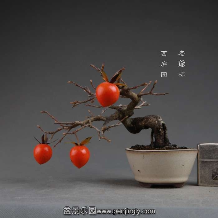 bonsai141114A08.jpg