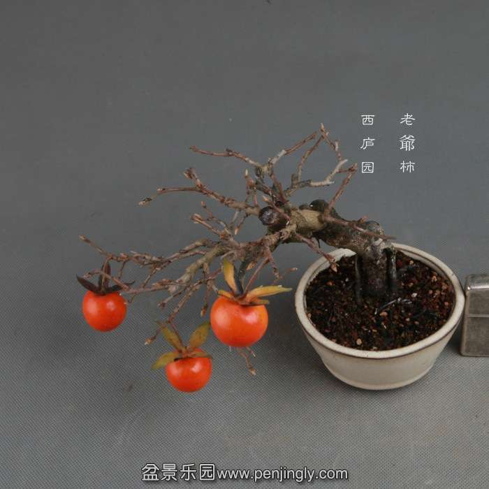 bonsai141114A09.jpg