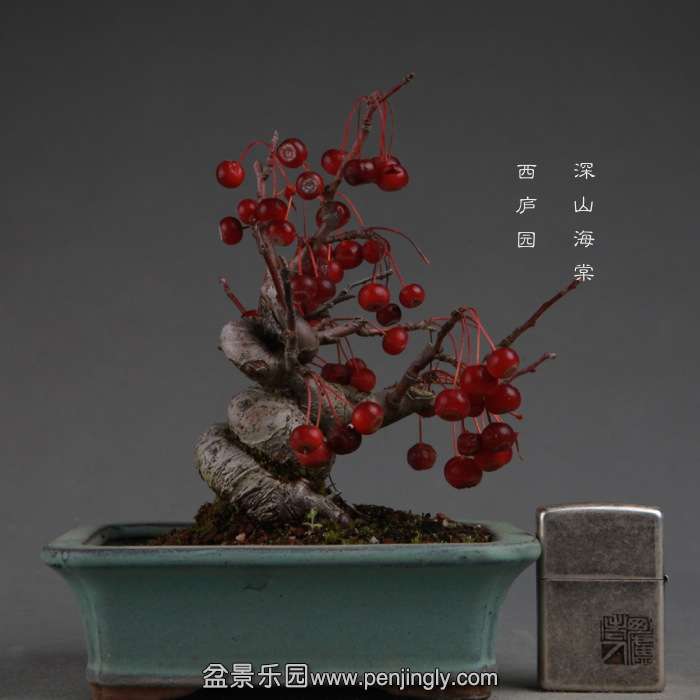 bonsai141114A10.jpg