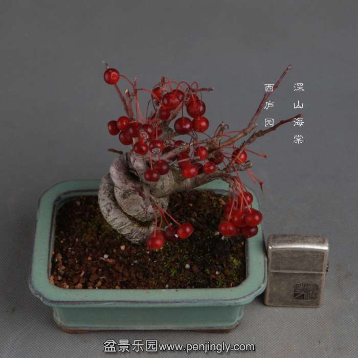 bonsai141114A11.jpg