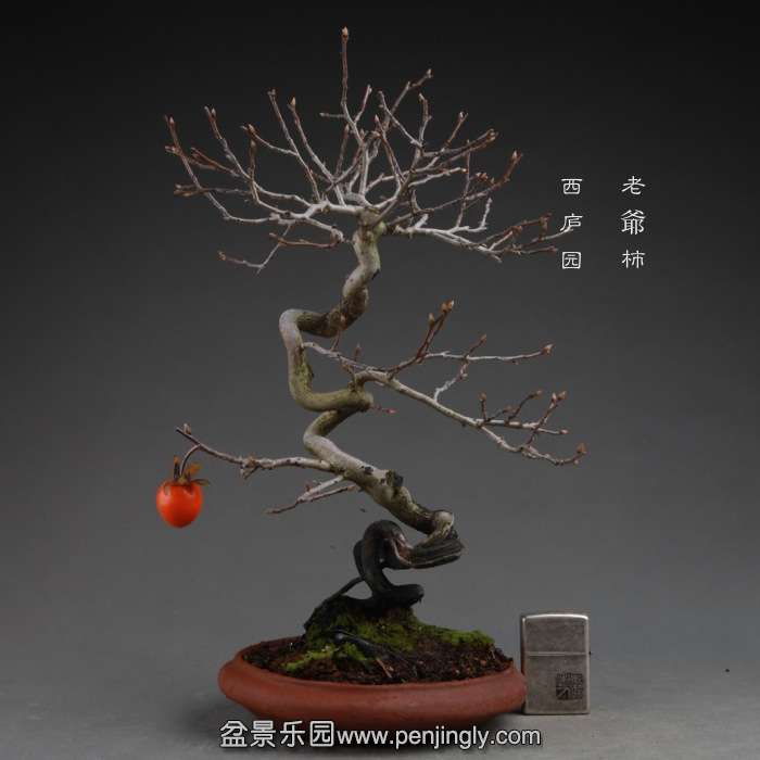 bonsai141114A12.jpg