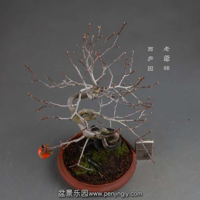 bonsai141114A13.jpg