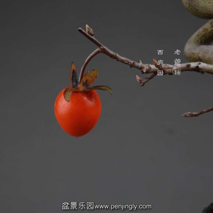 bonsai141114A14.jpg