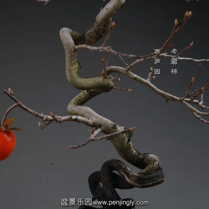 bonsai141114A15.jpg