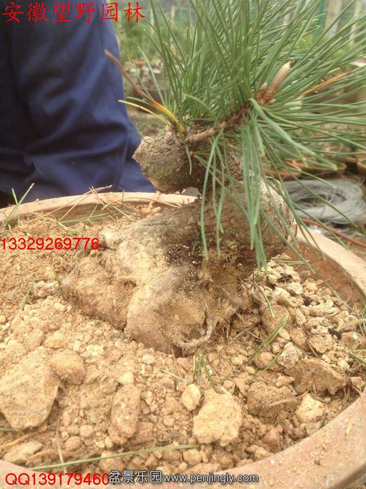 BDD7A2EF4C7DCC6BCA31E27E7E9C500C.jpg