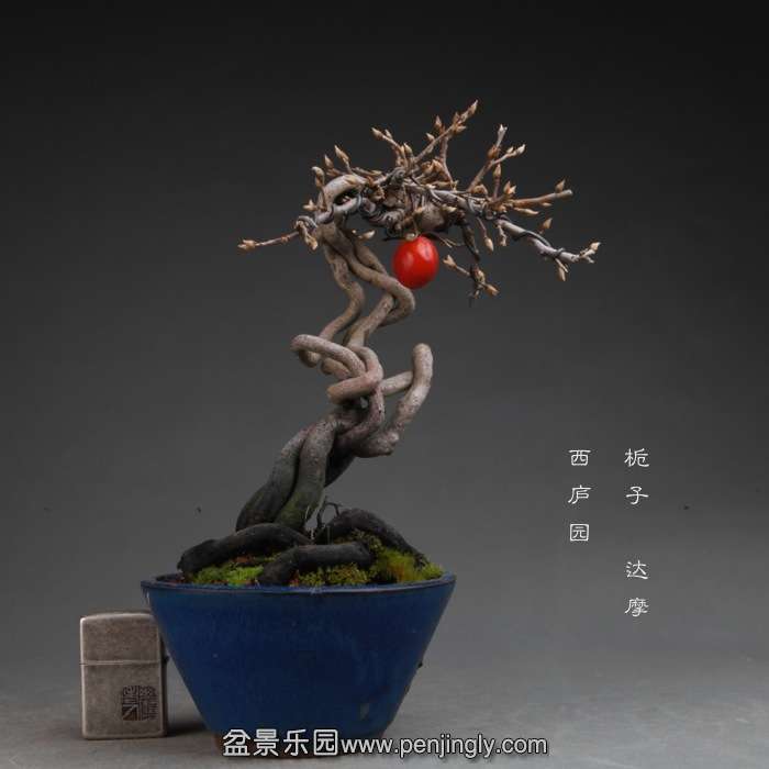 bonsai14111504.jpg