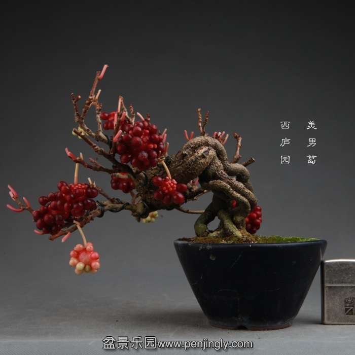 bonsai14111514.jpg