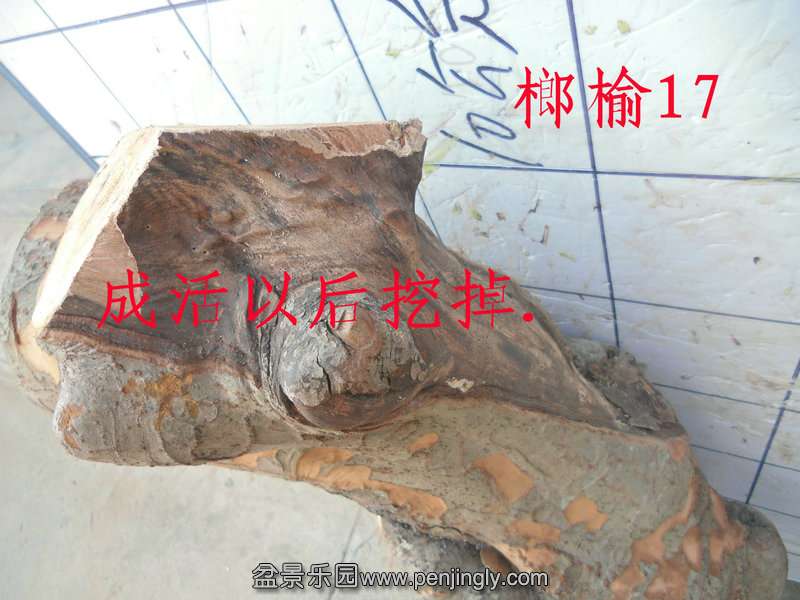 CIMG2823.JPG