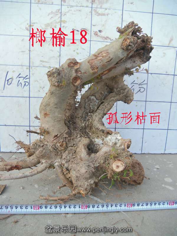 CIMG2834.JPG