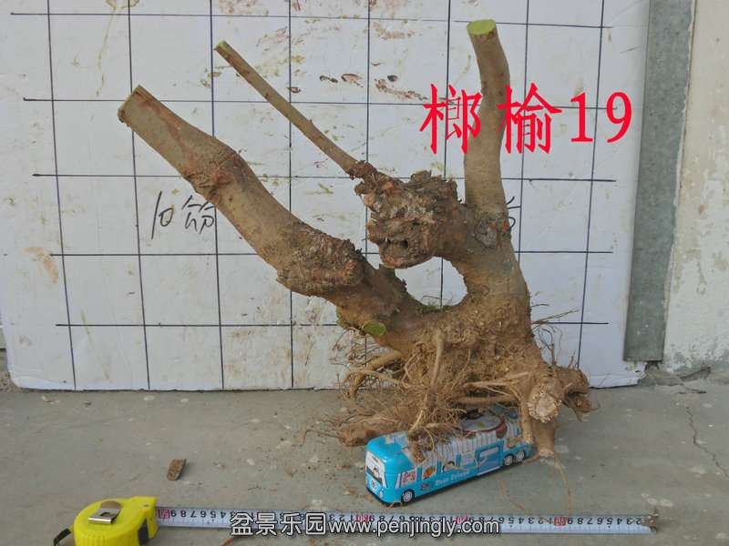 CIMG2839.JPG