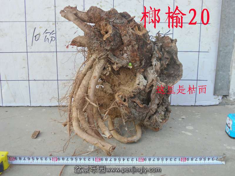CIMG2842.JPG