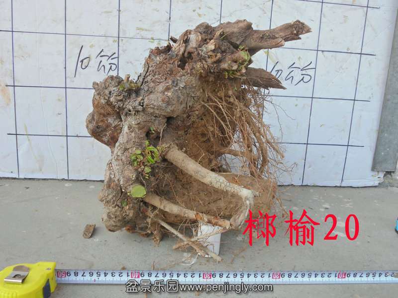 CIMG2845.JPG
