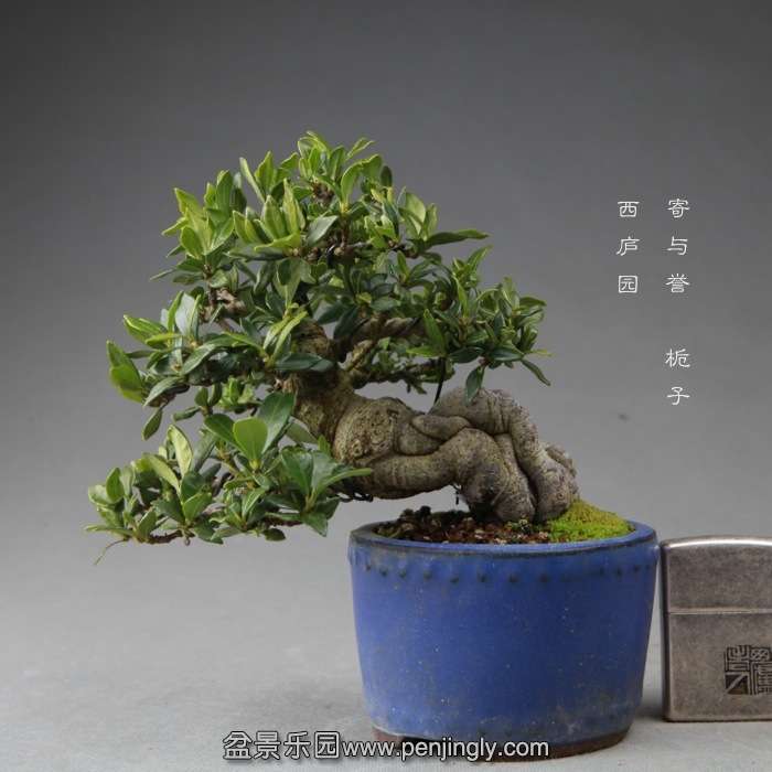 bonsai14112201.jpg
