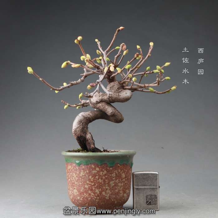 bonsai14112205.jpg