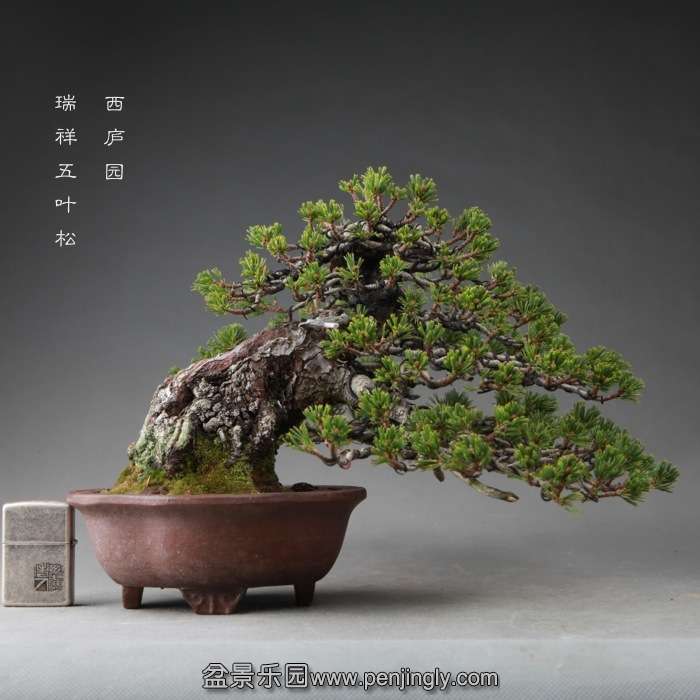 bonsai14112208.jpg