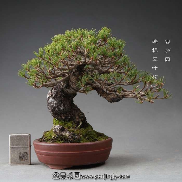 bonsai14112211.jpg