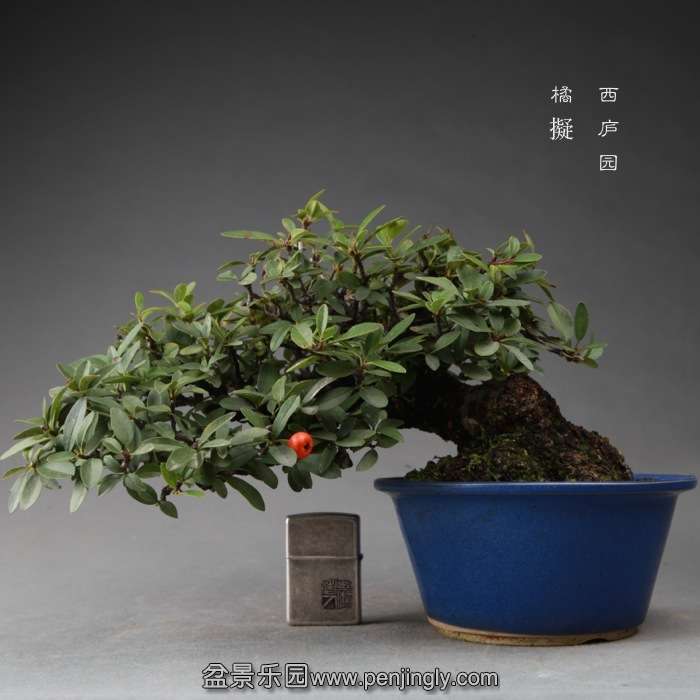 bonsai14112215.jpg