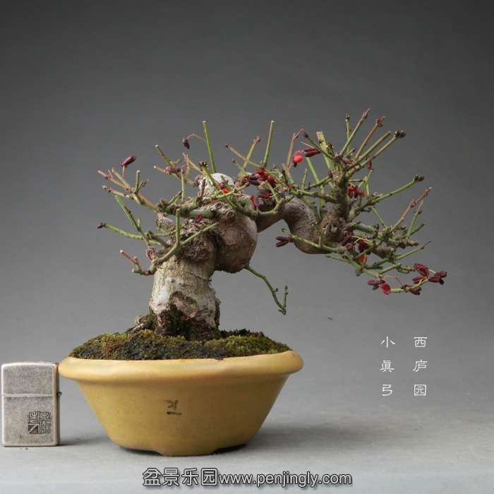 bonsai14112219.jpg