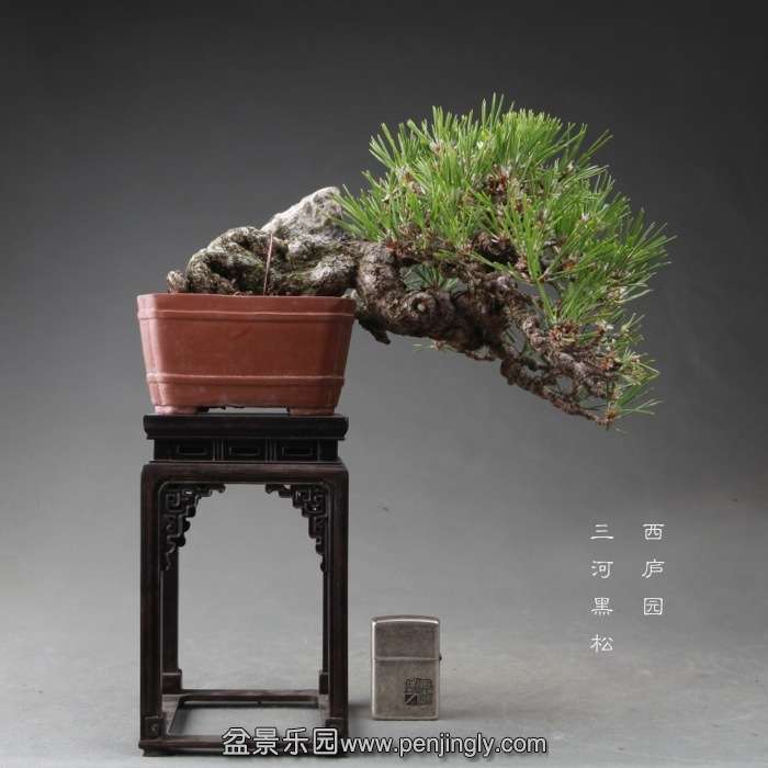 bonsai14112221.jpg