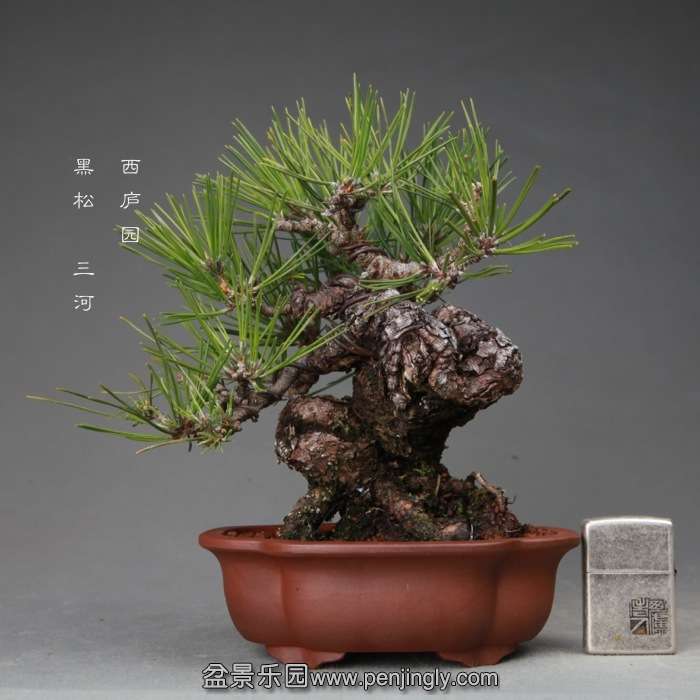 bonsai14112227.jpg
