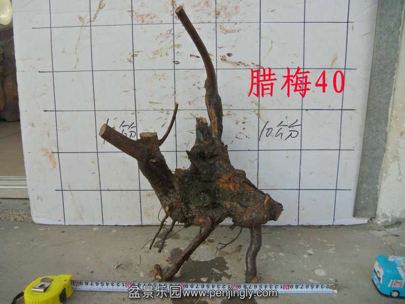 CIMG2849.JPG