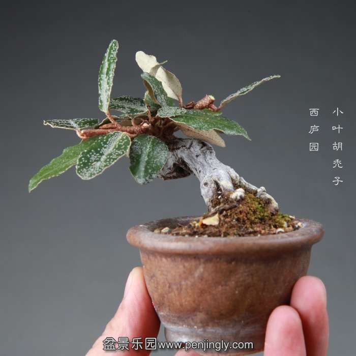 bonsai14112640.jpg
