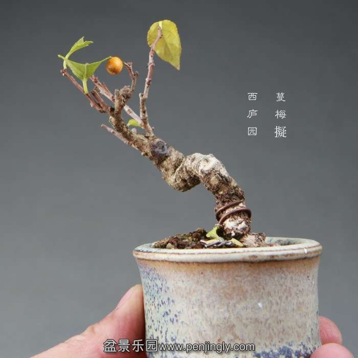 bonsai14112643.jpg
