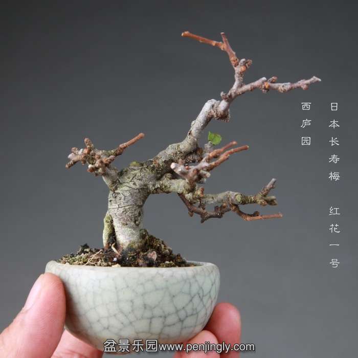 bonsai14112646.jpg