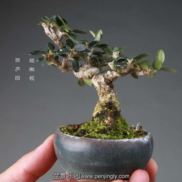 bonsai14112647.jpg