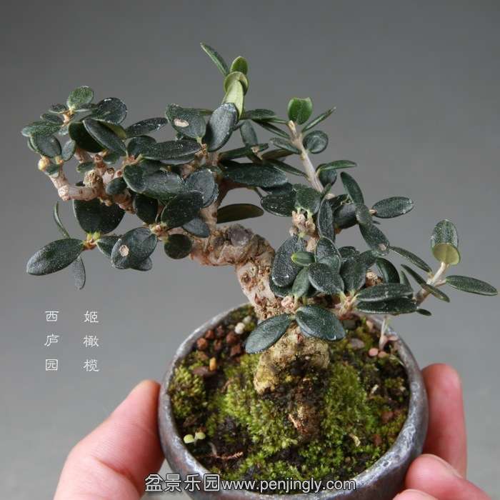bonsai14112649.jpg