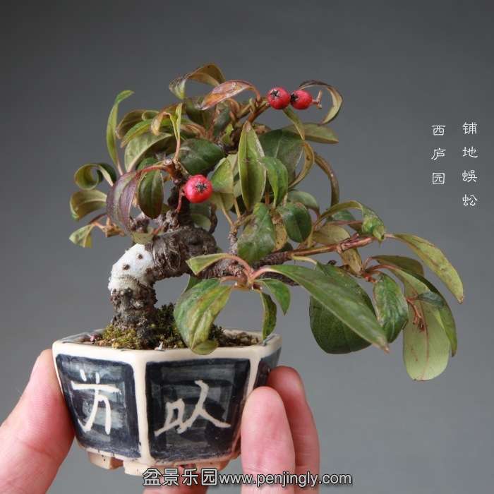 bonsai14112651.jpg