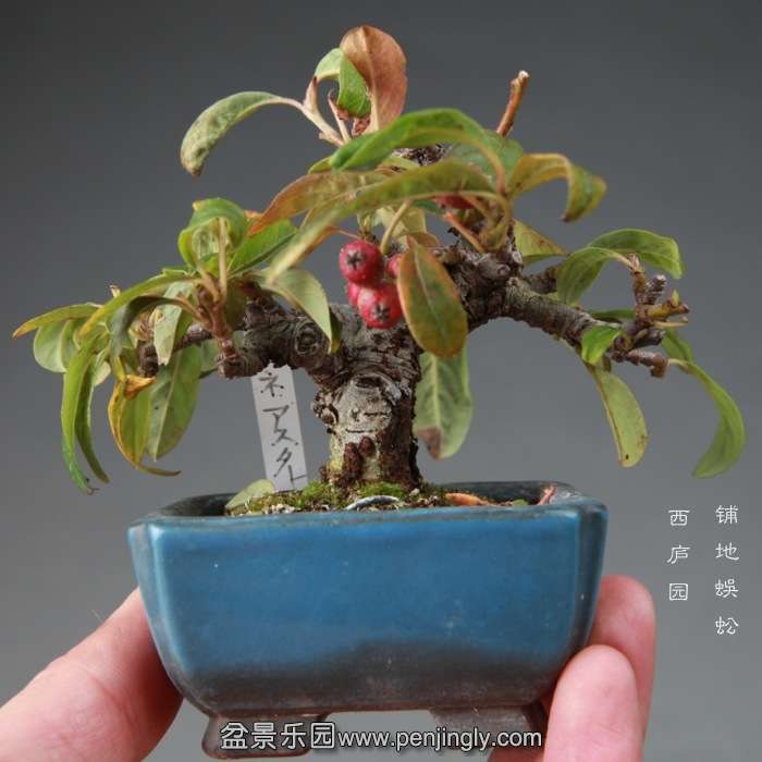 bonsai14112653.jpg
