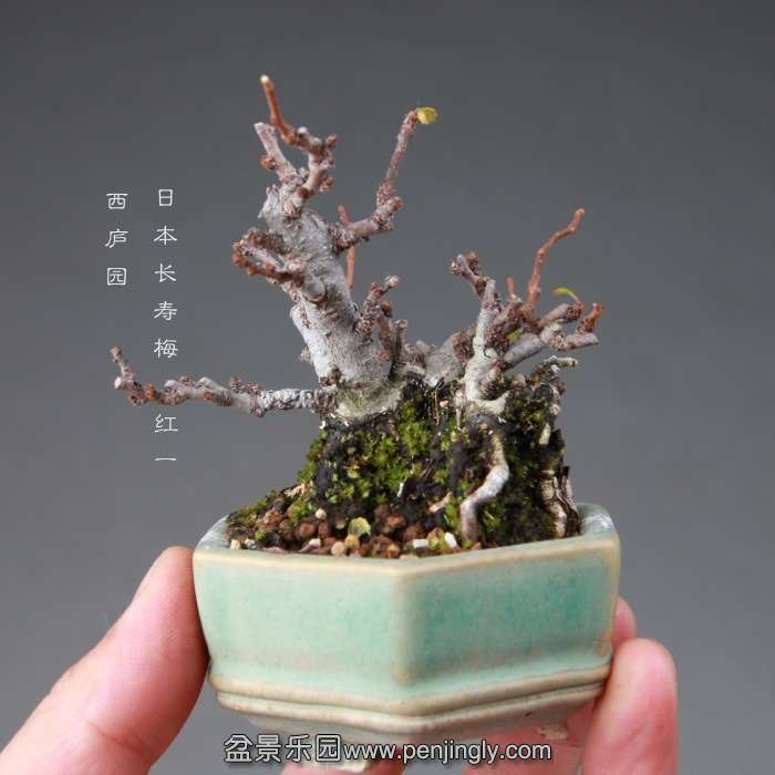 bonsai14112656.jpg