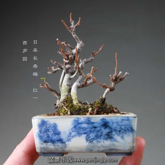 bonsai14112658.jpg