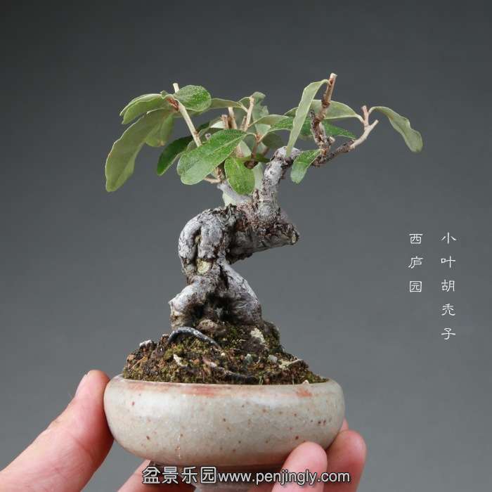 bonsai14112660.jpg