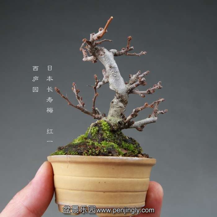 bonsai14112662.jpg