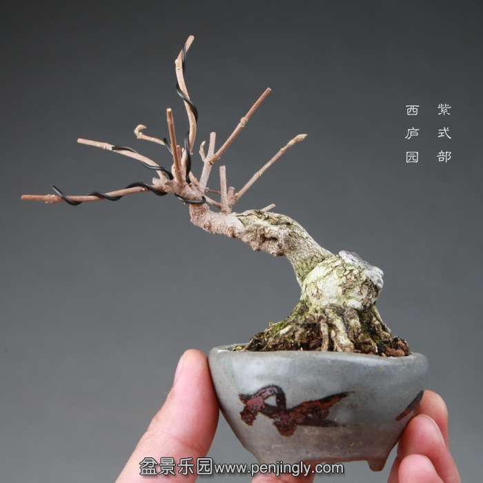 bonsai14112664.jpg
