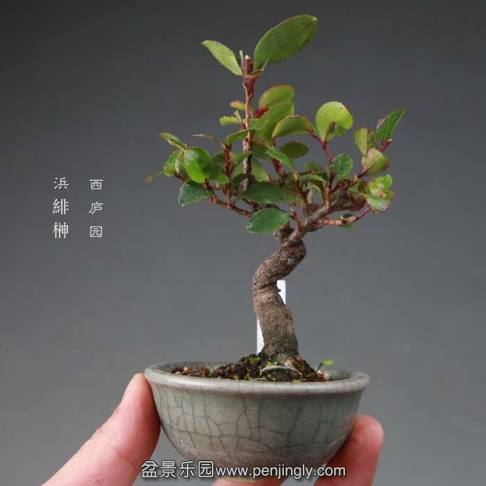 bonsai14112666.jpg