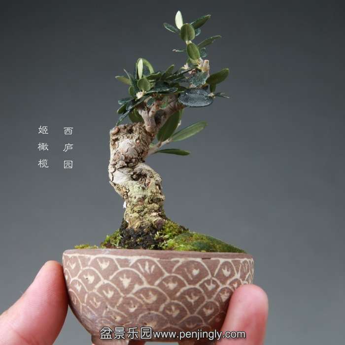bonsai14112668.jpg