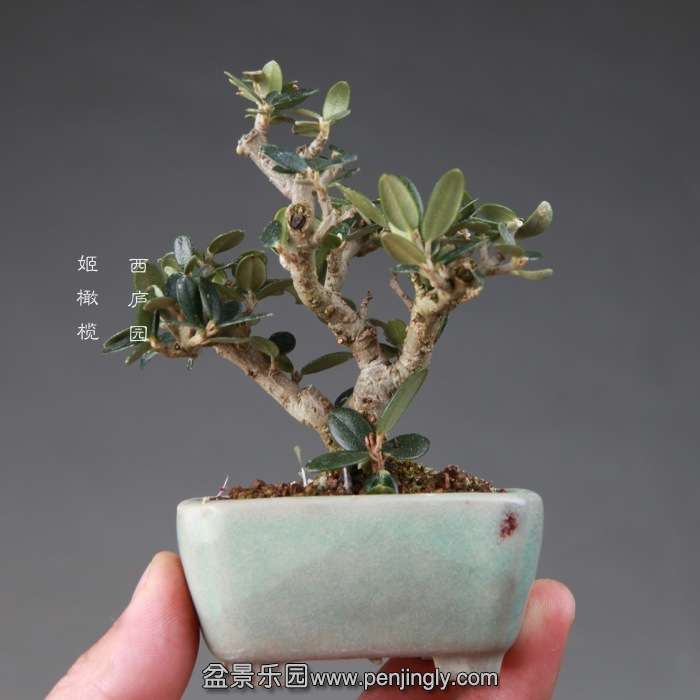bonsai14112670.jpg