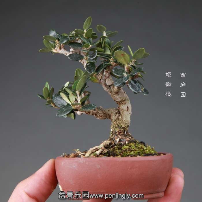 bonsai14112674.jpg