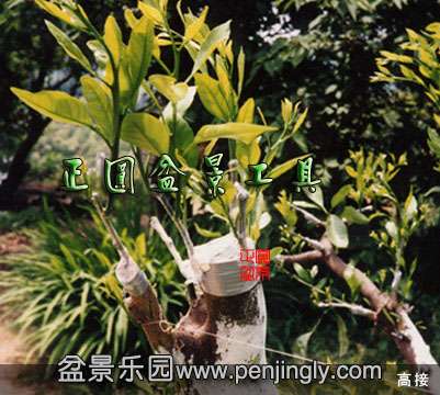 正圆盆景-日本嫁接膜-石蜡膜-糯米胶带