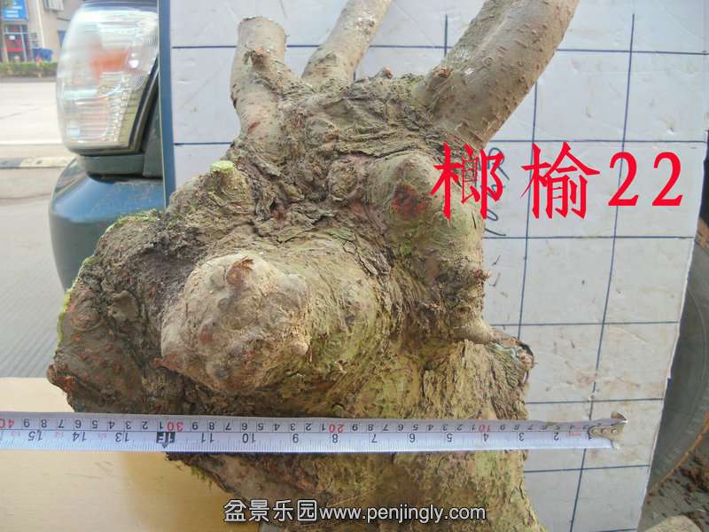 CIMG2856.JPG