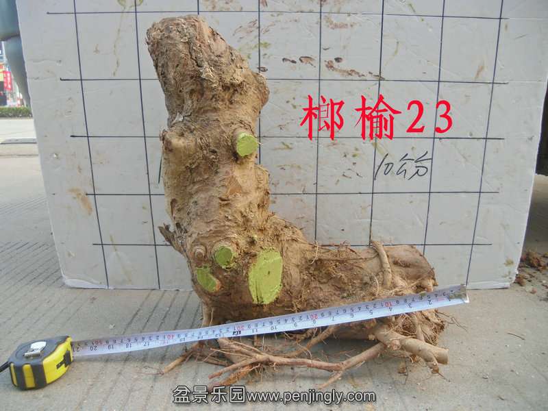 CIMG2859.JPG