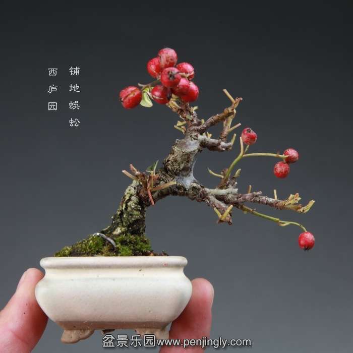 bonsai14112816.jpg