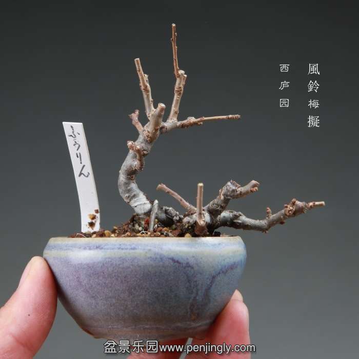 bonsai14112818.jpg