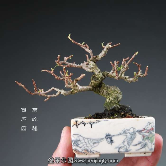 bonsai14112827.jpg